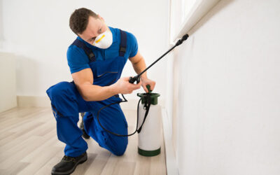 Pest Control Tips and Tricks to Keep the Pests Away