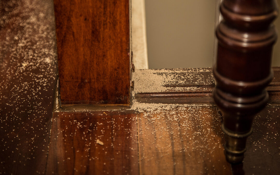 How Hard Is It to Get Rid of Termites?