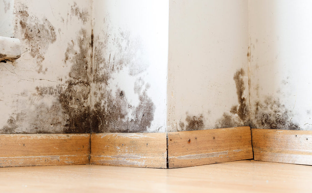 get rid of mould on walls