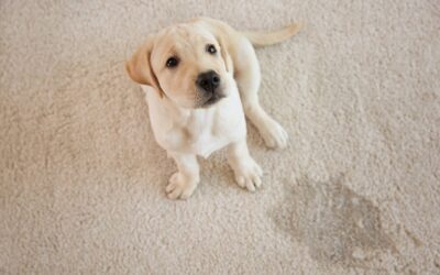 How to clean dog pee off carpet