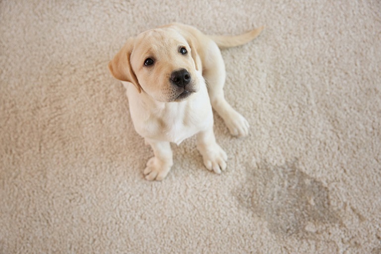 How to clean dog pee off carpet