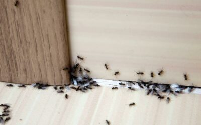 How to get rid of ants in the house quickly