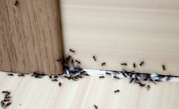 How to get rid of ants in the house quickly