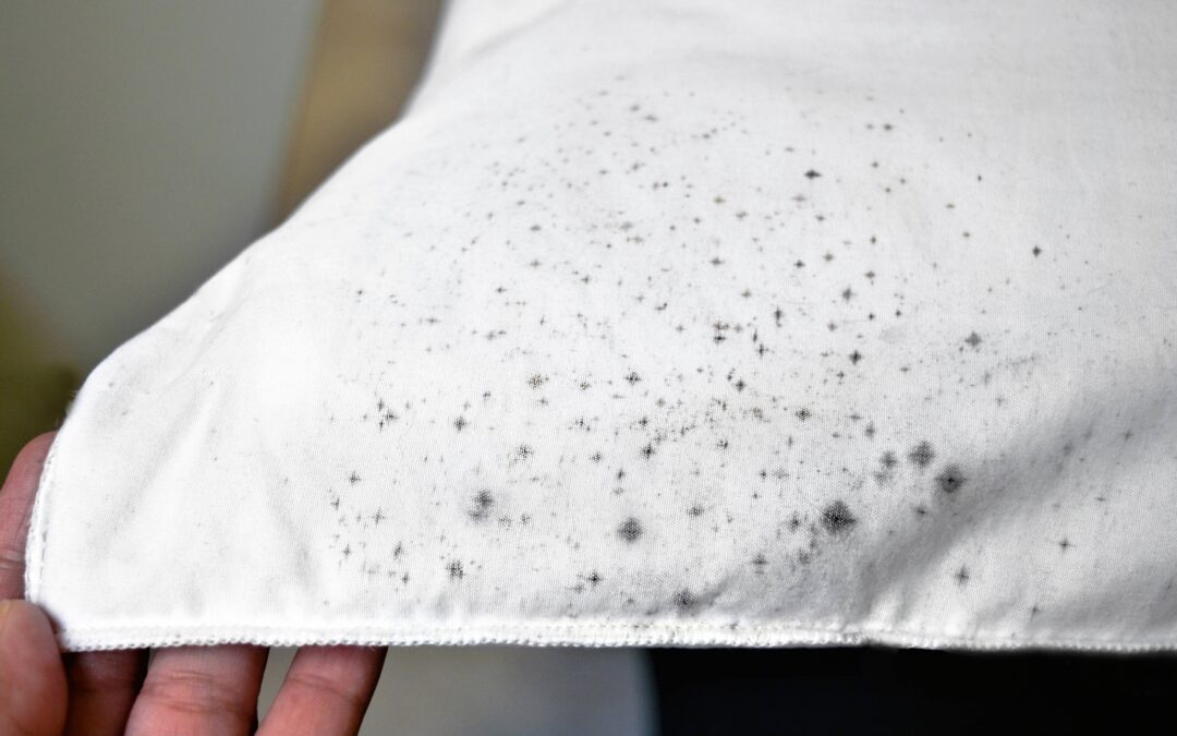 remove mould from fabric